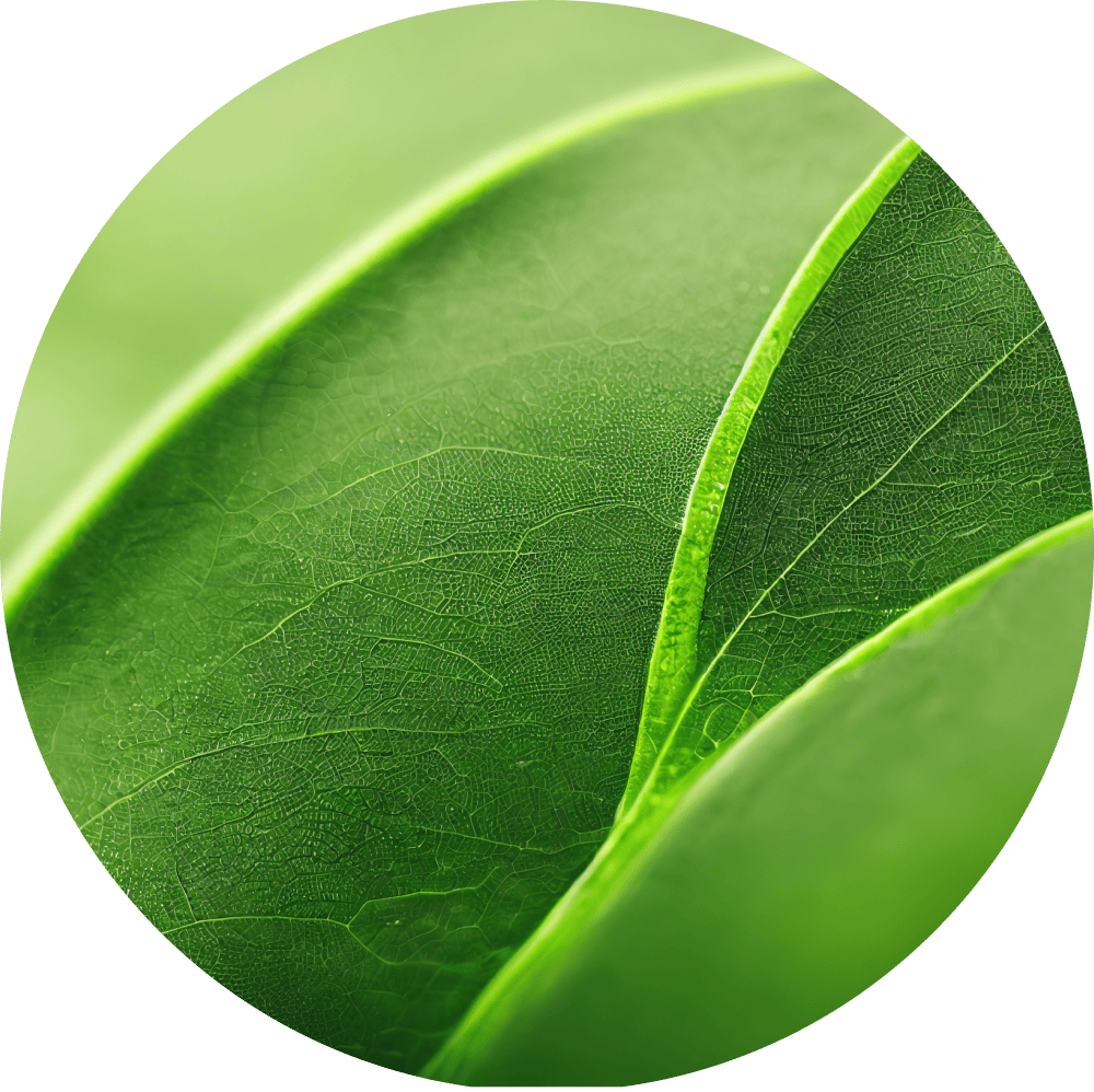 decorative plant image