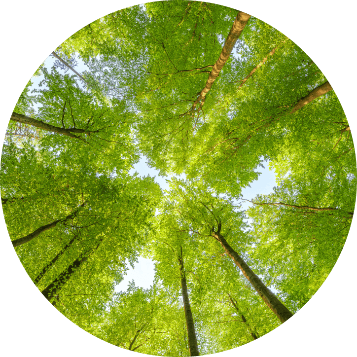 decorative forest image